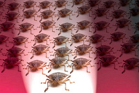 DDoS �toky � stav a progn�zy