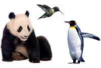 Panda, tučňák, kolibřík