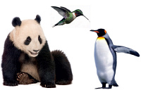 Panda, tuk, kolibk